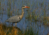 Grey Heron