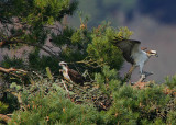 Osprey pair