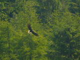 White-tailed Sea Eagle flightshot