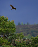 Marsh Harrier overflying an Osprey eyrie