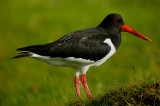 Oystercatcher