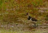 Lapwing chick