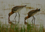 Black-tailed Godwits