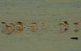 Black-tailed Godwits  sunset