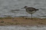 Wood Sandpiper