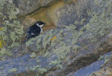 Little Auk -respite from the wind