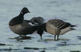 Pale-bellied Brent Geese