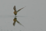 Curlew Sandpiper wingstretching
