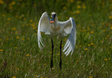 Bouncing Spoonbill