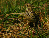 Meadow Pipit