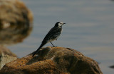 Pied Wagtail