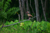 BLACK-BELLIED WHISTLING DUCK