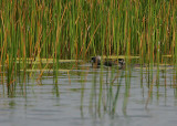 PIED-BILLED GREBE  WITH CHICK -record shot.