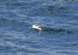 RED-FOOTED BOOBY -WHITE MORPH record shot