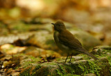 WHITE-NECKED THRUSH