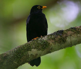 YELLOW-LEGGED THRUSH