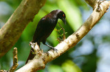 GIANT COWBIRD