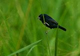 BLUE-BLACK GRASSQUIT