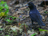 WHITE-LINED TANAGER MALE