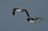 Great Black-backed Gull pair