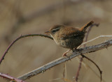 Wren