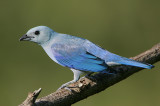Blue-gray Tanager (Thraupis episcopus)