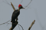 Lineated Woodpecker (Dryocopus lineatus) female