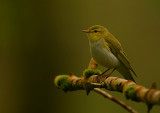 Wood Warbler