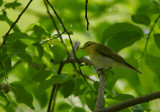 Wood Warbler