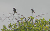 Bat Falcon (Falco rufigularis) pair