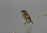 Stonechat -female 1st winter