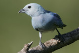 Blue-grey Tanager (Thraupis episcopus)