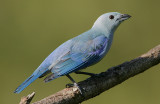 Blue-grey Tanager (Thraupis episcopus )