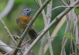 Rufous-breasted Wren (Thryothorus rutilus)