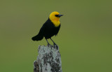 Yellow-hooded Blackbird (Agelaius icterocephalus) Male