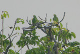 Yellow-crowned Parrots (Amazona ochrocephala) record shot