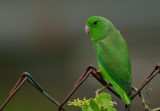 Green-rumped Parrotlet (Forpus passerinus)