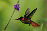 Ruby-topaz Hummingbird (Chrysolampis mosquitus)