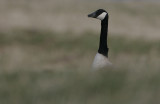 Greater Canada Goose (Branta canadensis)