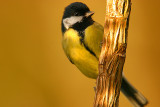 Great Tit