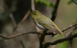 Wood Warbler