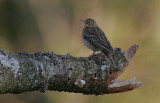 Tree Pipit