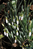 Snowdrops.