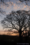 Sunset trees.