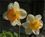 Last Daffodils.