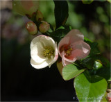 Quince Blossom.