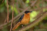 Snowy - crowned Robin - Chat.