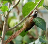 Speckled Mousebird 