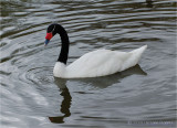 Black neck Swan.