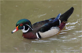 Wood Duck (male)